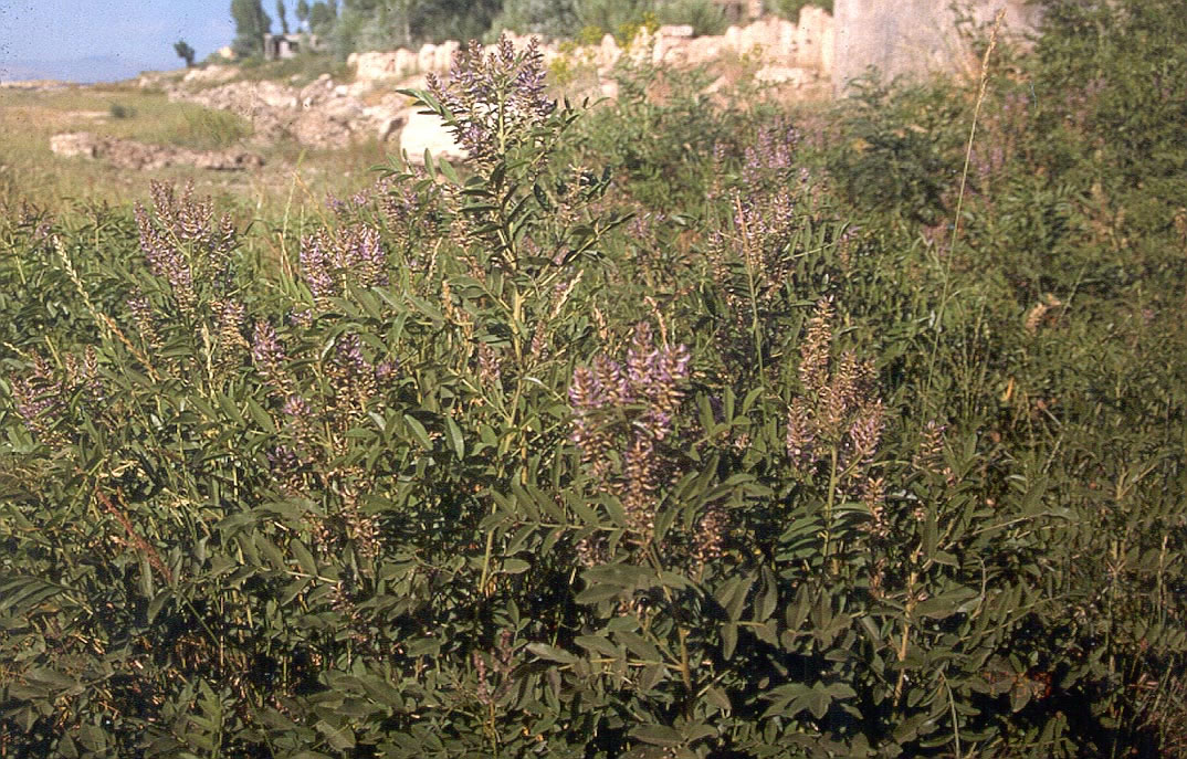 Glycyrrhiza glabra var. glandulifera - معرفی و خواص گیاهان دارویی